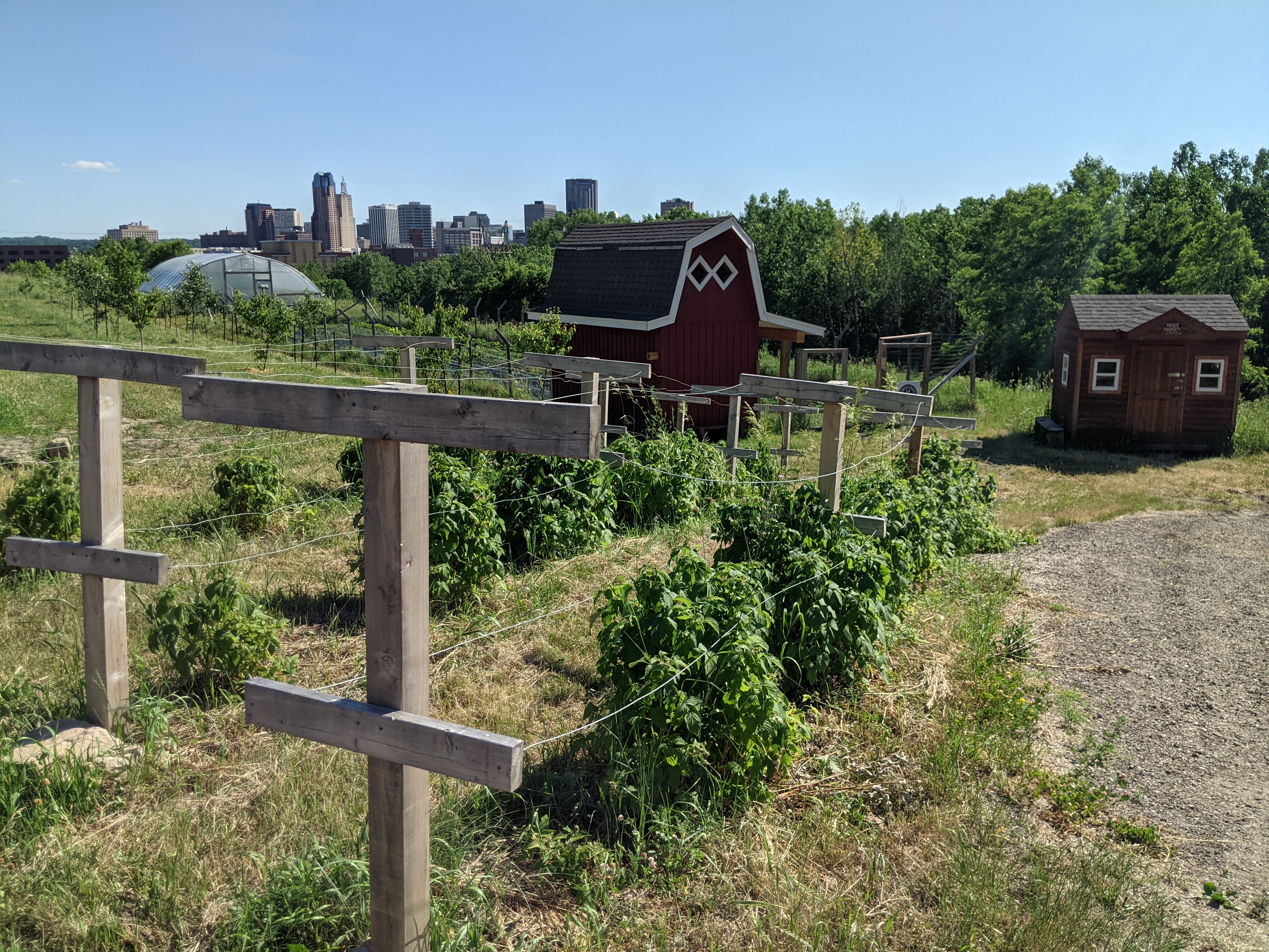 Urban Roots' Rivoli Bluff Farm and Restoration Site with Saint Paul skyline in the background.